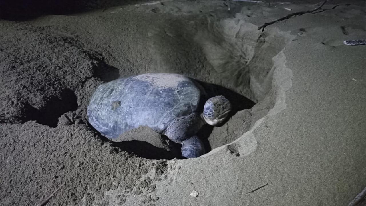 Adventure Turtle Homestay Meru Betiri Sarungan Extérieur photo