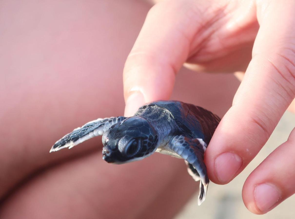 Adventure Turtle Homestay Meru Betiri Sarungan Extérieur photo